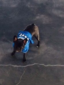this little beggar was dying to lick the spoon