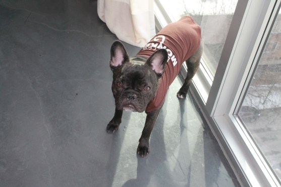 Do i smell CHICKEN?!?!